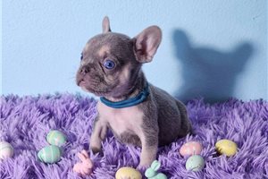 Lincoln - French Bulldog for sale