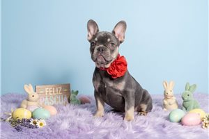 Calista - French Bulldog for sale