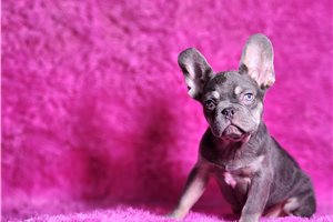 Stetson - French Bulldog for sale