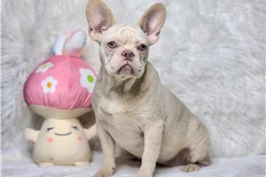 Emilia - French Bulldog for sale