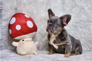 Chris - puppy for sale
