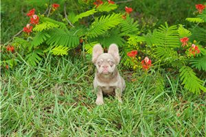 Dalton - puppy for sale