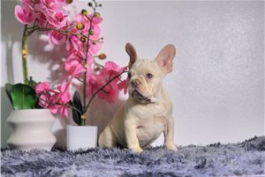 Cole - puppy for sale