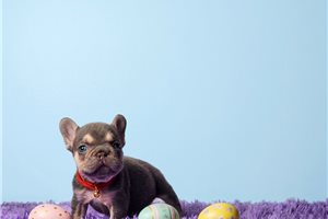 Alice - puppy for sale