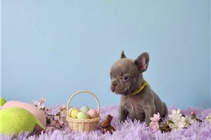 Abbot - puppy for sale