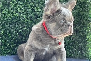Fluffy Walter - French Bulldog for sale