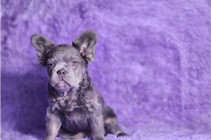 Apollo | Puppies For Sale at Pawrade