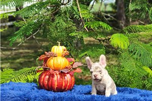 Davis - French Bulldog for sale