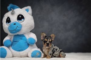 Colton - French Bulldog for sale