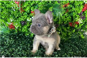 Kate - French Bulldog for sale