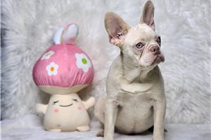 Everly - French Bulldog for sale