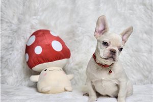 Chieftain - French Bulldog for sale