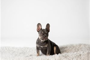 Daria - French Bulldog for sale