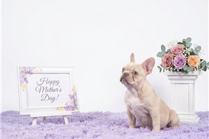 Colby - French Bulldog for sale