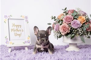Adriana - puppy for sale
