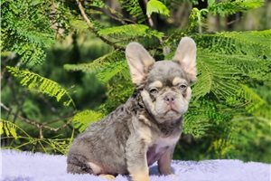 Bento - French Bulldog for sale