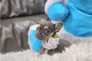 Diamond - puppy for sale