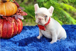 Demi - French Bulldog for sale