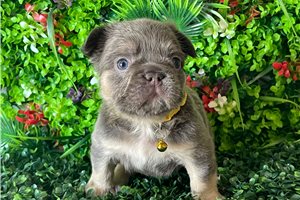 Kenji - French Bulldog for sale