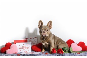 Pongo - puppy for sale