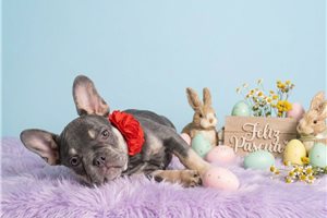 Calista - French Bulldog for sale