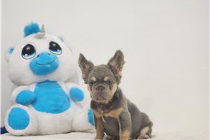 Bento - French Bulldog for sale