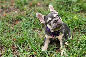 Alice - French Bulldog for sale