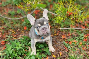 Alexa - French Bulldog for sale