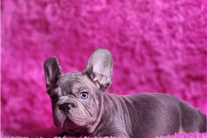 Selena - puppy for sale