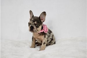 Bailey - French Bulldog for sale
