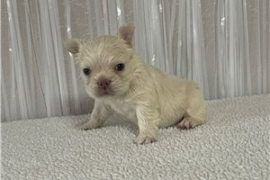 Fluffy Winter - puppy for sale