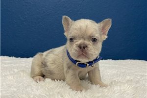 Liam - French Bulldog for sale