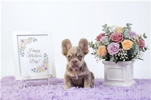 Dalton - puppy for sale