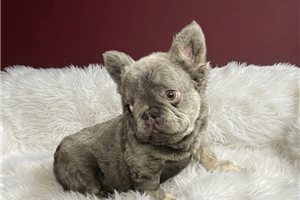 Lucas - French Bulldog for sale