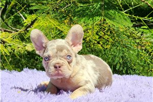 Davis - French Bulldog for sale