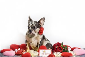 Petunia - French Bulldog for sale