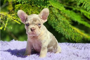 Davis - French Bulldog for sale