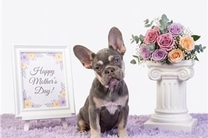 Charlotte - French Bulldog for sale