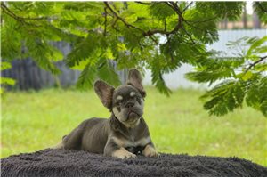 Bento - French Bulldog for sale