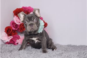 Penelope - French Bulldog for sale