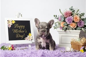 Alexa - French Bulldog for sale