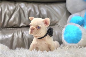 Demi - French Bulldog for sale