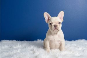 Colby - French Bulldog for sale