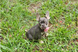 Adriana - French Bulldog for sale