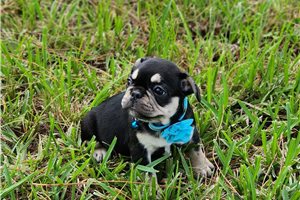 Catelyn - puppy for sale