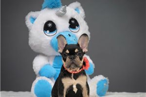 Catelyn - French Bulldog for sale