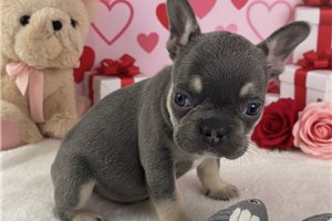 Charlie - puppy for sale