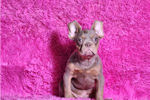 Sullivan - French Bulldog for sale