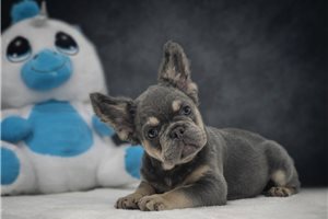 Bento - French Bulldog for sale