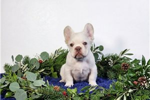 Emmett - French Bulldog for sale